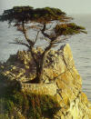 Monterey 006.jpg (80264 byte)